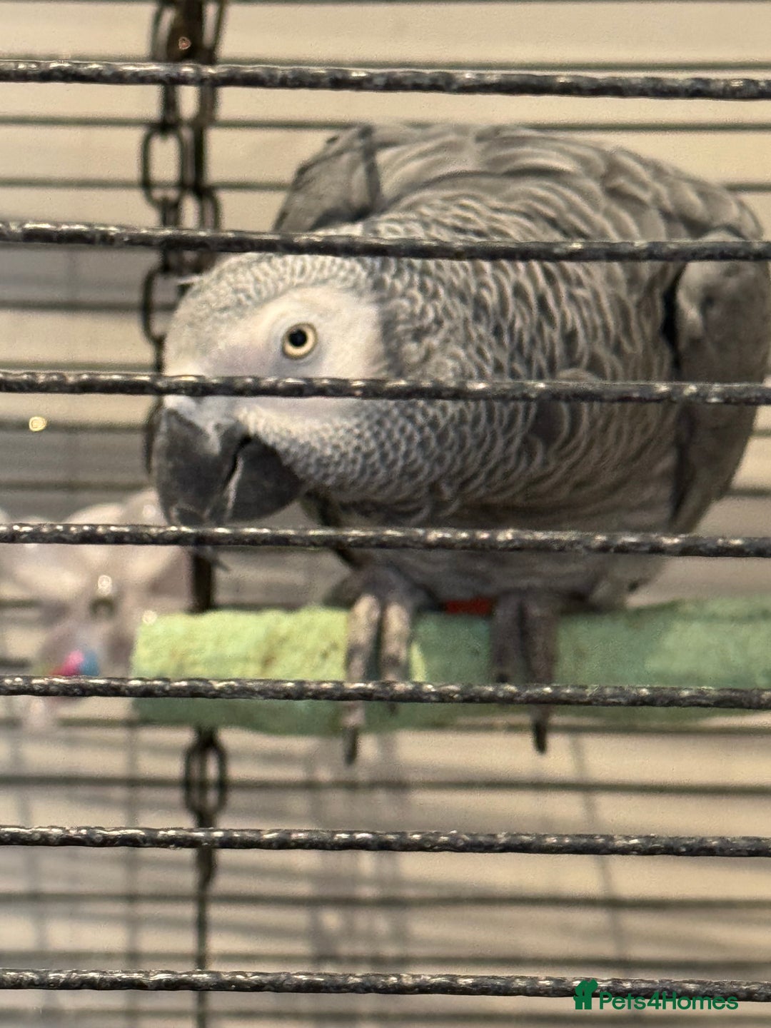 Parrots birds for sale: African Grey  friendly  - Image 1