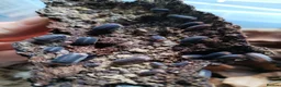 Isopods invertebrates for sale: Isopods Cubaris Ardentiella Sinodillo Spherillo  in Telford - Advert 5