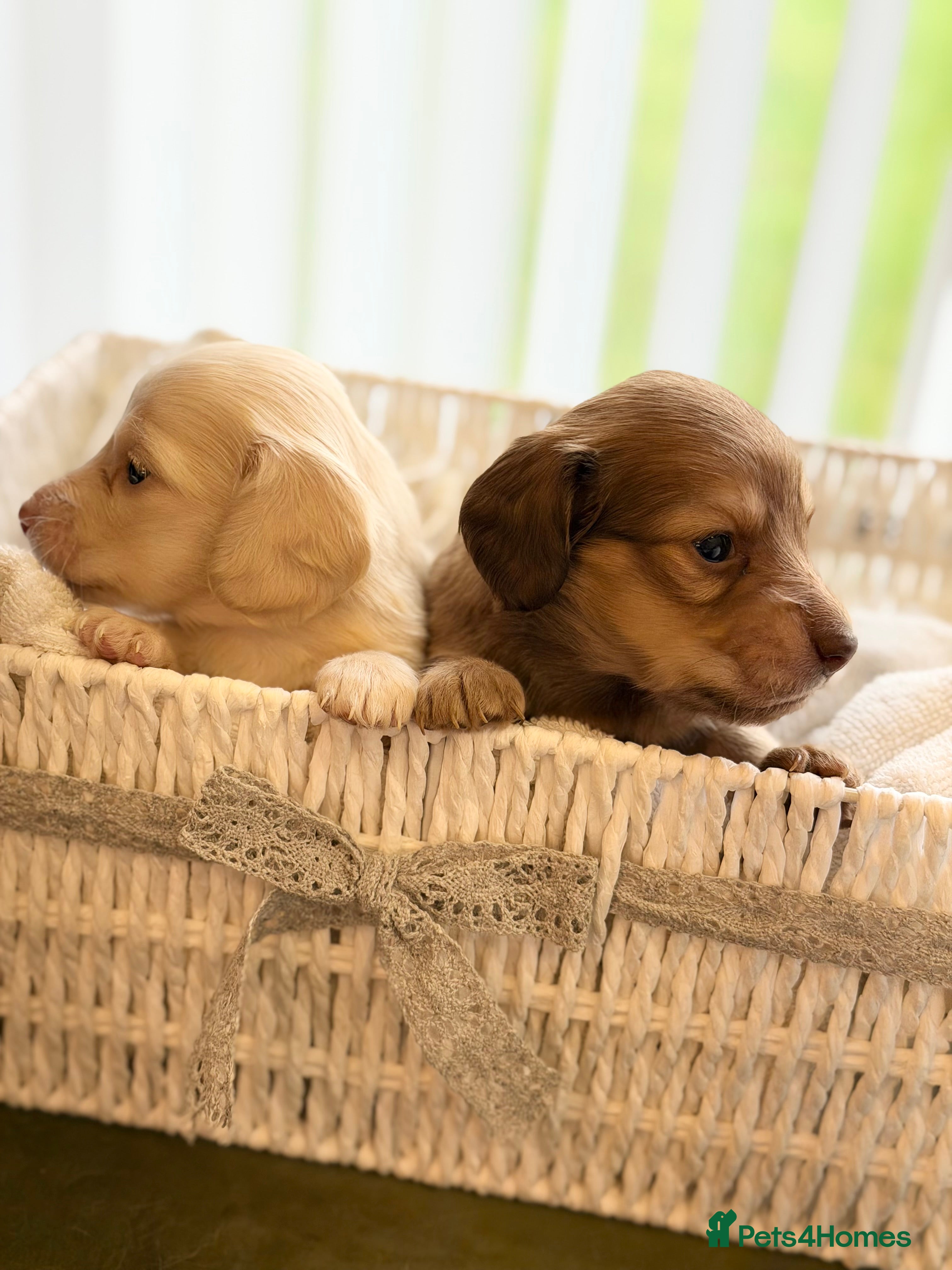 Miniature Dachshund dogs Cream Long-Haired Miniature Dachshund Puppies - Advert 1