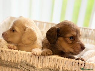 Miniature Dachshund dogs Cream Long-Haired Miniature Dachshund Puppies - Advert 2