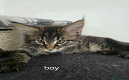 Maine Coon cats for sale: Maine coon kittens  - Image 11