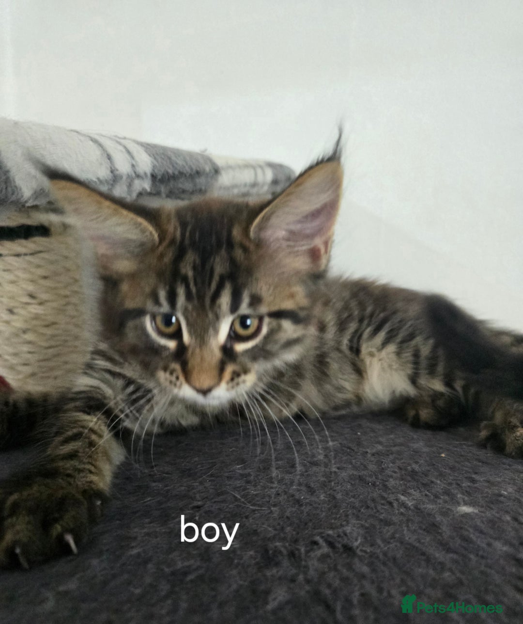 Maine Coon cats for sale: Maine coon kittens  - Image 11