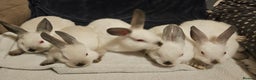 Californian rabbits for sale: Californian bunnies - Advert 2