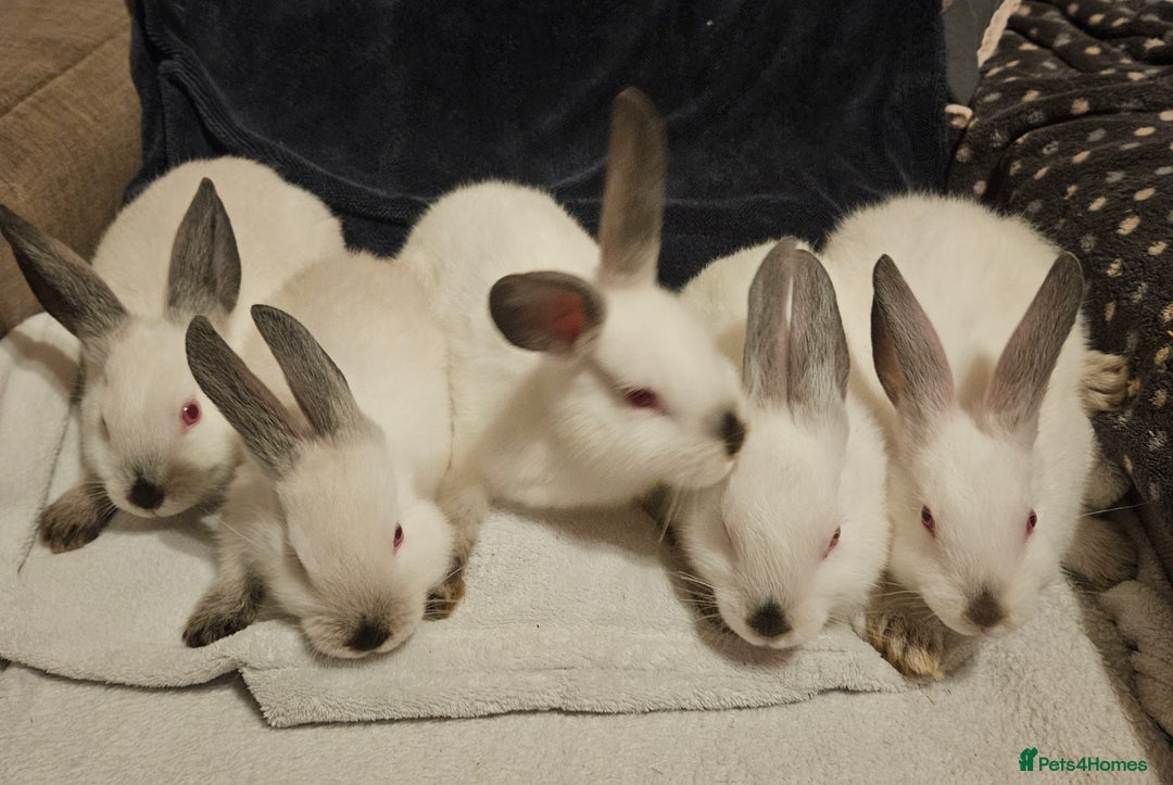 Californian rabbits for sale: Californian bunnies - Advert 2