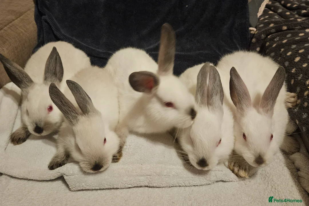 Californian rabbits for sale: Californian bunnies - Advert 2