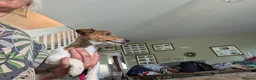 Jack Russell dogs for sale: Ready 10 weeks  Gorgeous bk & tan Jack Russel  - Advert 27