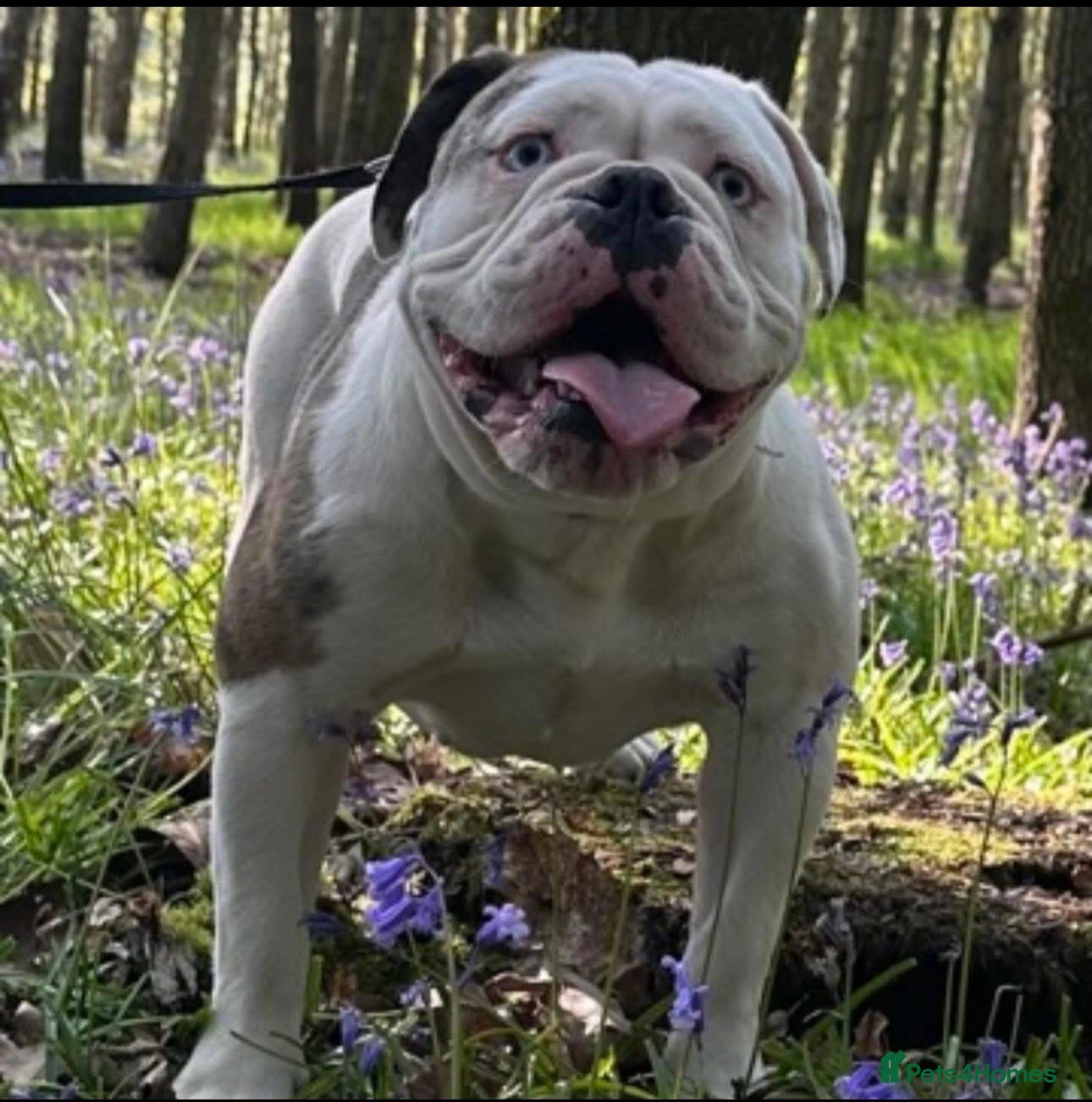 English Bulldog dogs for sale: 🐾 EXCEPTIONAL OLDE ENGLISH BULLDOG PUPPIES 🐾 - Advert 20