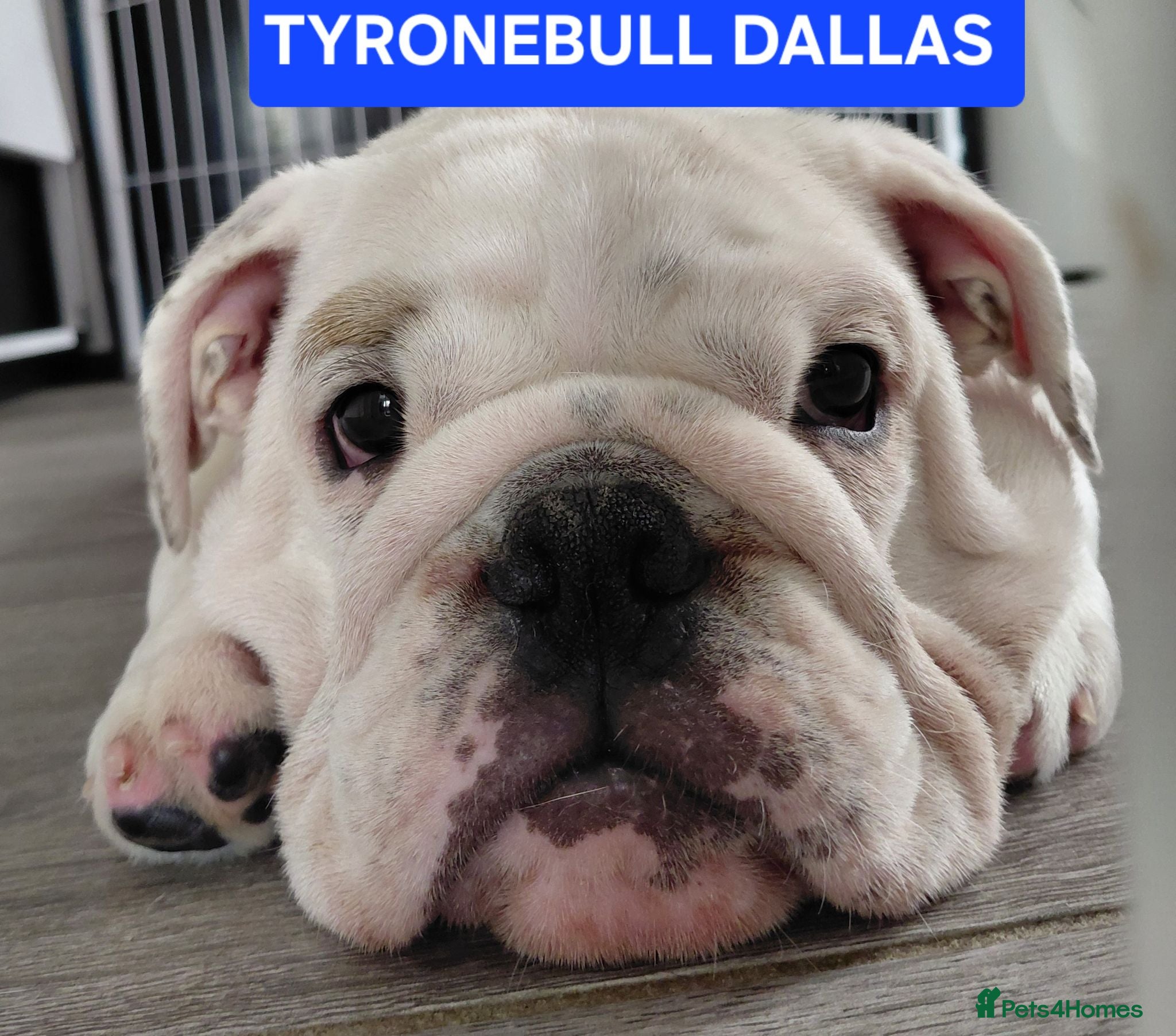 English Bulldog dogs English Bulldog Puppy  - Advert 10
