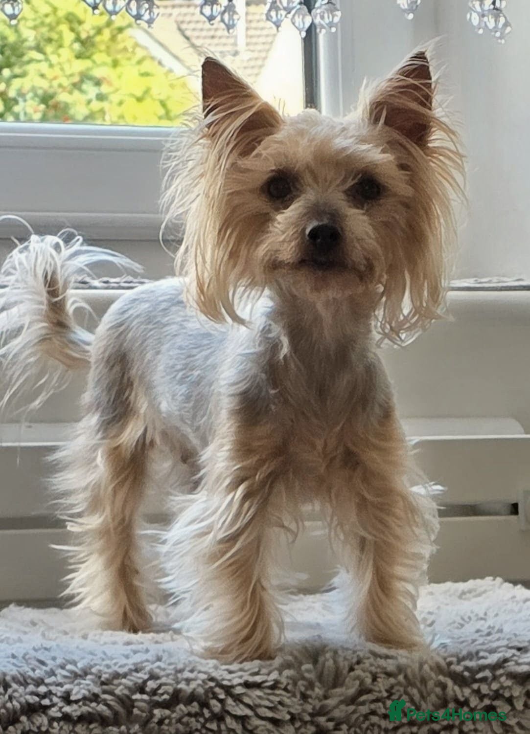 Yorkshire Terrier dogs Yorkshire puppies  - Advert 1