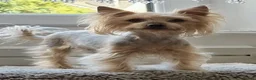 Yorkshire Terrier dogs for sale: Yorkshire puppies  - Advert 1