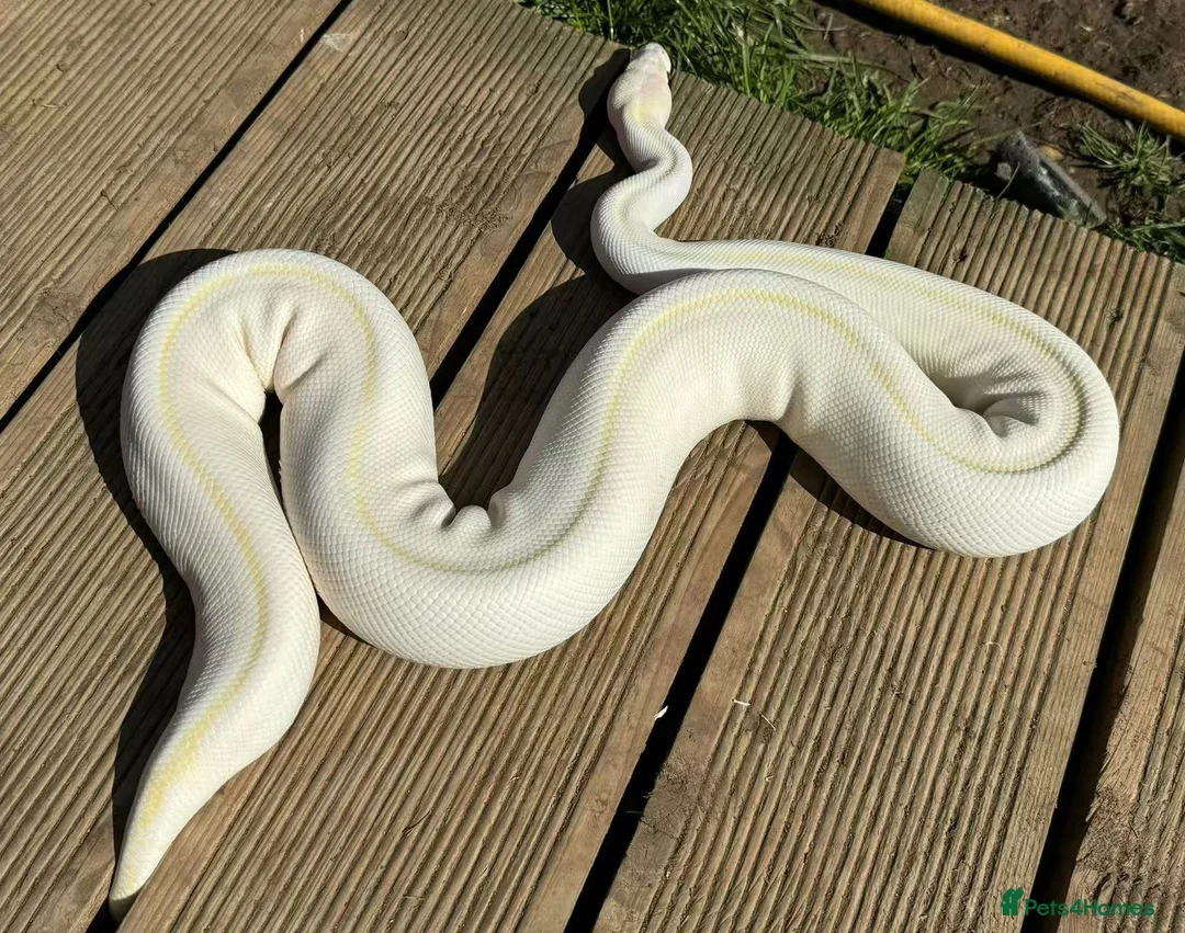 Python Snake reptiles for sale: ivory enchi ball python - Advert 1