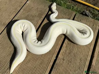 Python Snake reptiles ivory enchi ball python - Advert 5