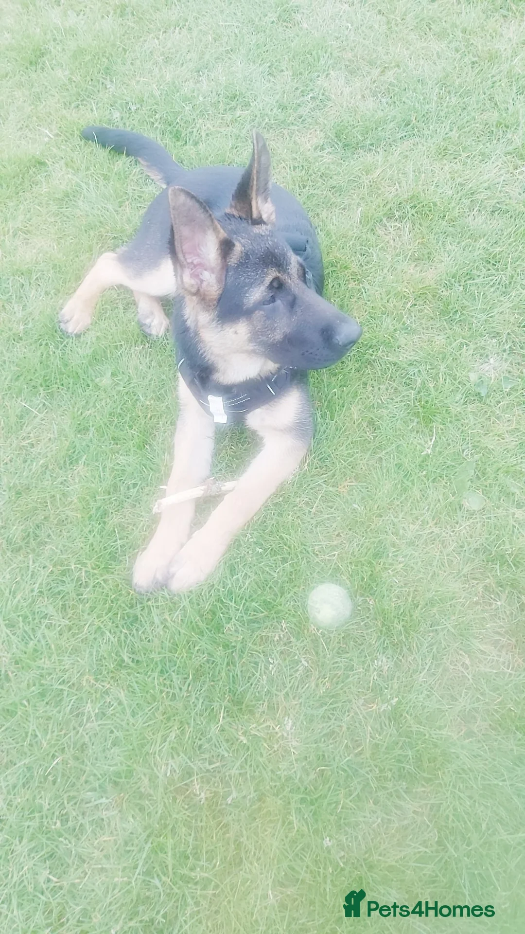 German Shepherd dogs for sale: 7 MONTH MALE GERMAN SHEPHERD in London - Advert 2