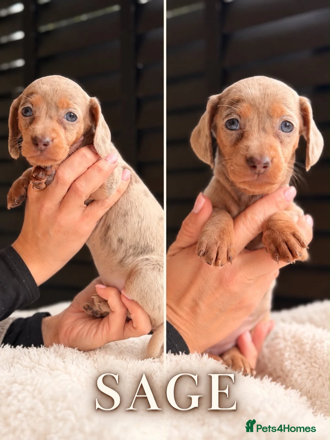 Miniature Dachshund dogs for sale: Miniature dachshund puppies  - Advert 2
