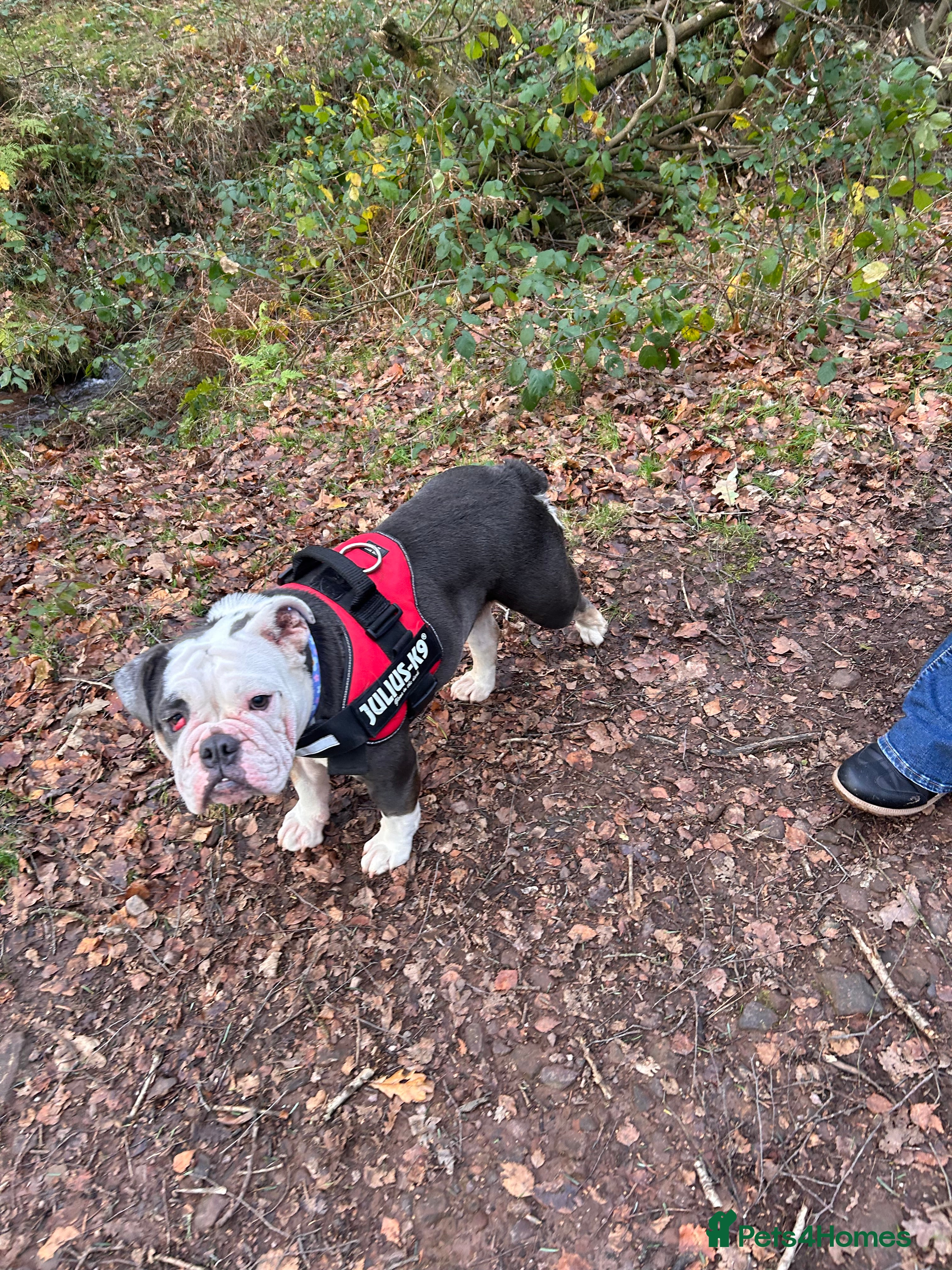 English Bulldog dogs Beautiful Lola  - Advert 1