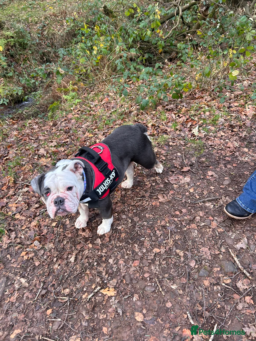 English Bulldog dogs for sale: Beautiful Lola  - Advert 1