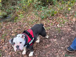 English Bulldog dogs Beautiful Lola - Advert 1