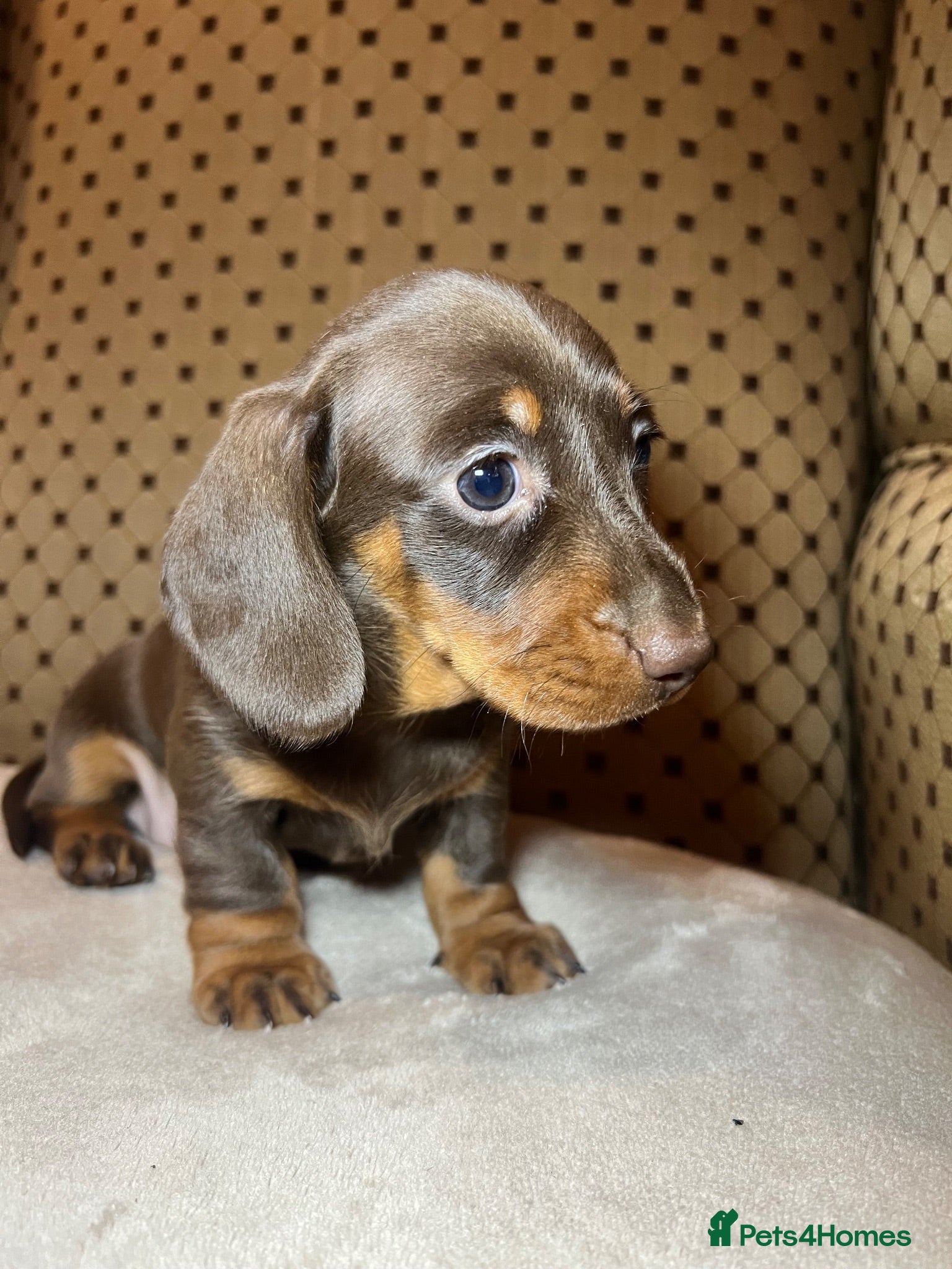 Dachshund dogs 4 beautiful miniature Dachshund  - Advert 2
