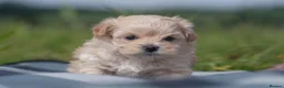 Maltipoo dogs for sale: Beautiful Multipoo Puppies in Perth - Advert 10