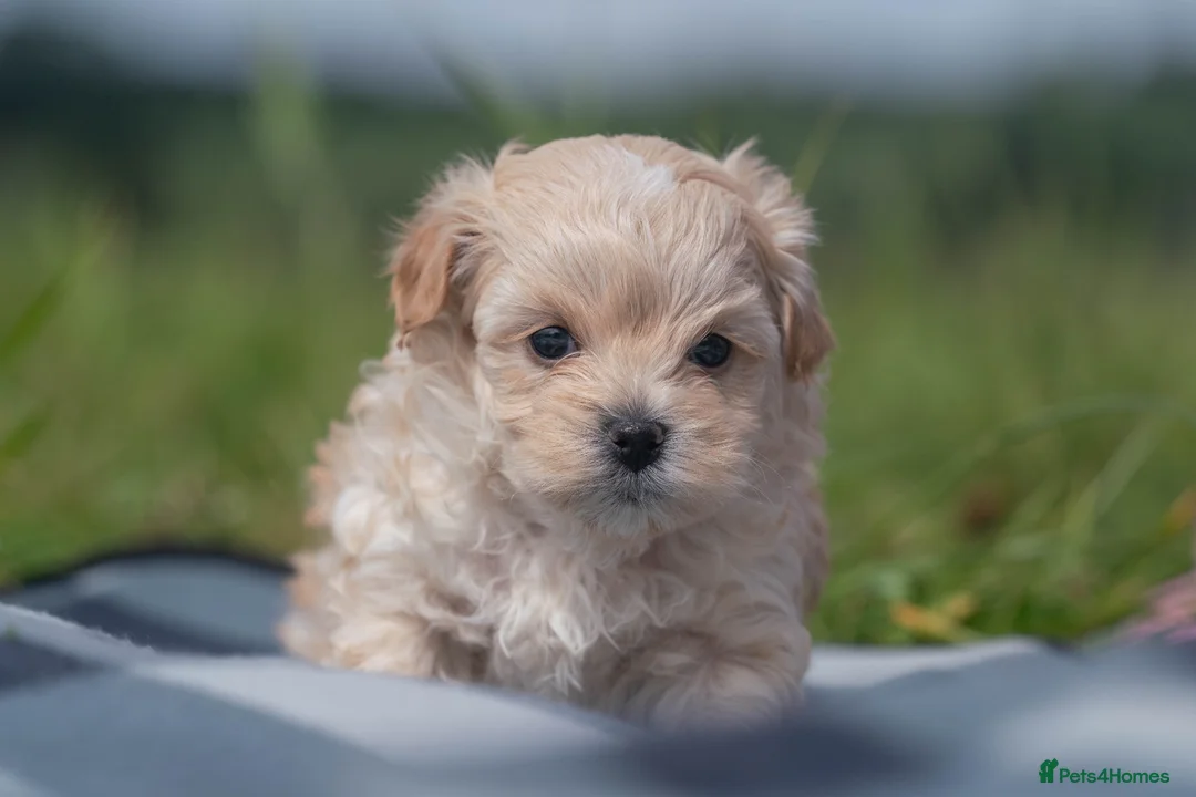 Maltipoo dogs for sale: Beautiful Multipoo Puppies in Perth - Advert 10
