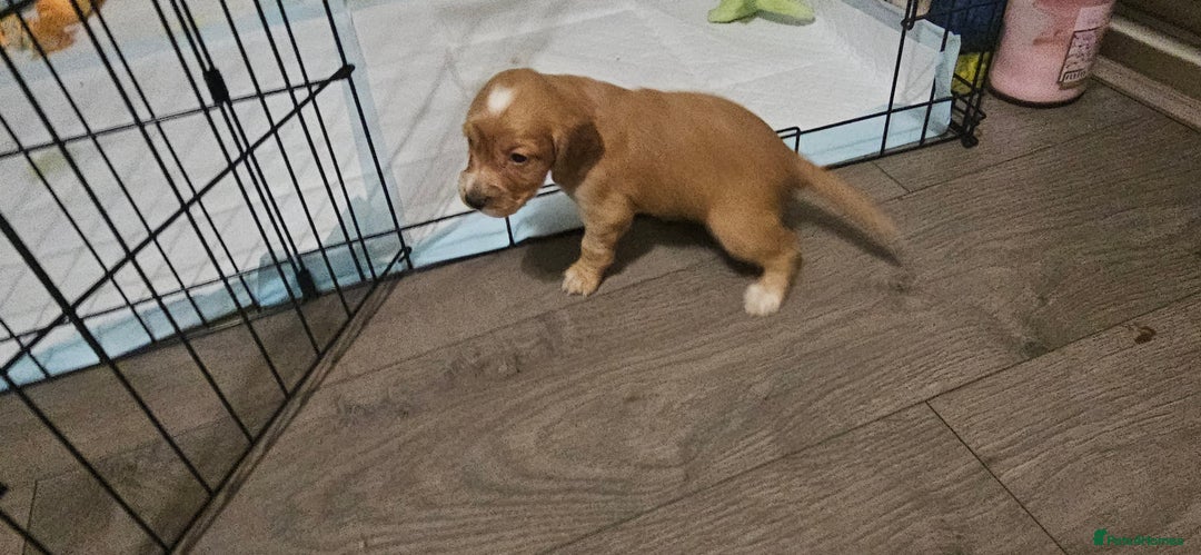Cocker Spaniel dogs for sale: litter of 6 pedigree cocker spaniel puppies. - Image 11