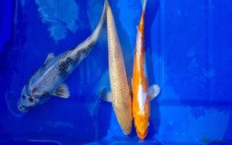 Koi Carp fish for sale: 8 to 10 inch Koi Carp mix pond fish in Chorley  - Image 9