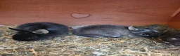 Netherland Dwarf rabbits for sale: Beautiful Netherland Dwarf bunnies - Advert 7