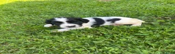 English Springer Spaniel dogs for sale: Springer Spaniel Puppies  - Advert 28