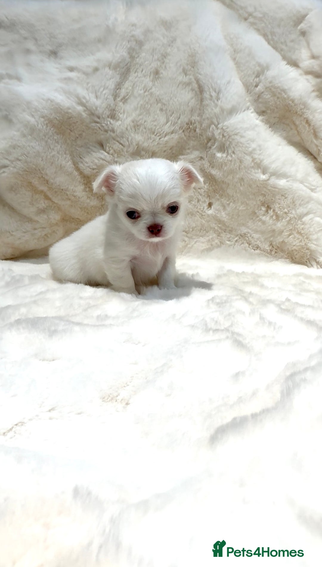 Chihuahua dogs for sale: QUALITY LONG COAT KC CHIHUAHUA PUPPIES  - Advert 40