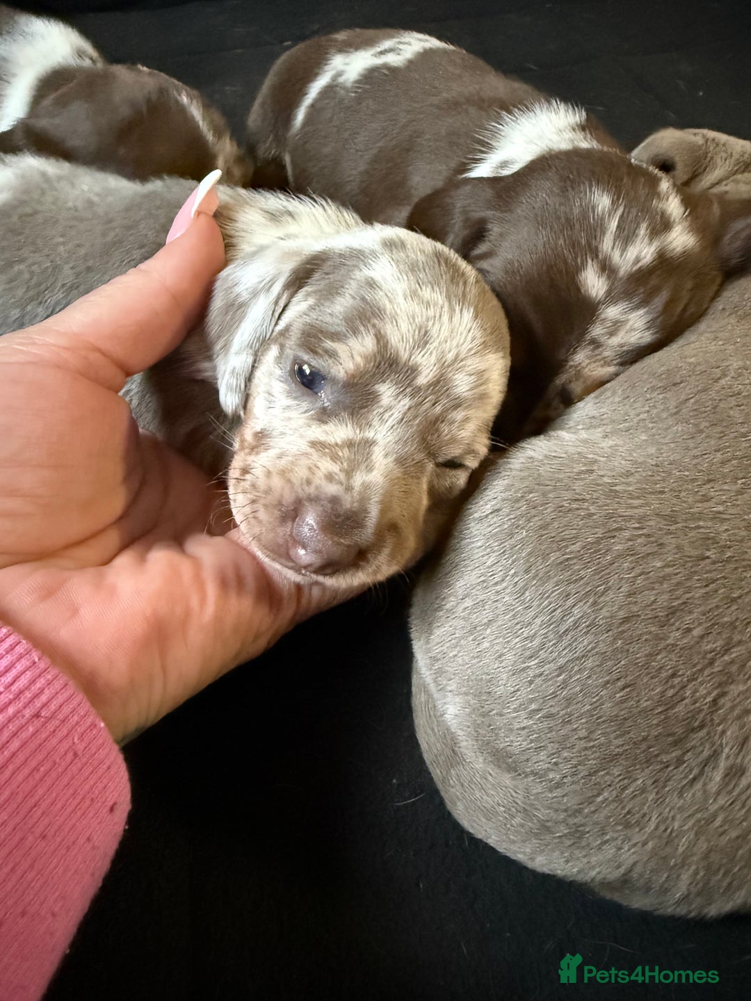Miniature Dachshund dogs for sale: Beautiful kc mini dachshunds  - Image 21