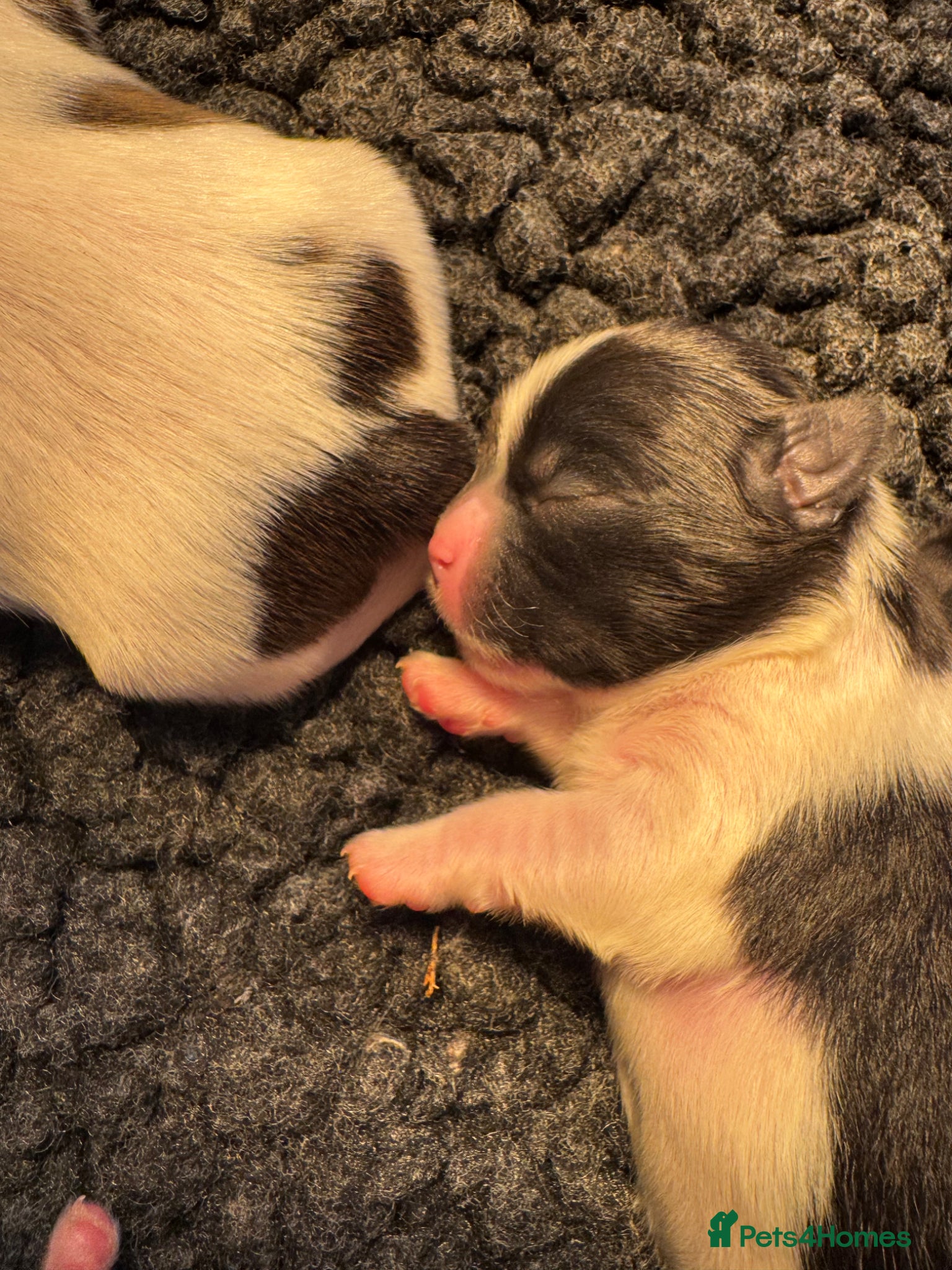 Lhasa Apso dogs KC registered pups - show quality!! - Advert 4