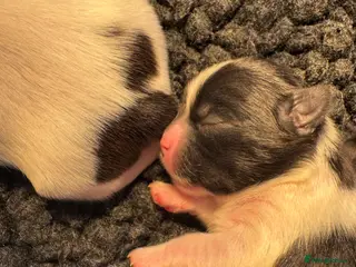 Lhasa Apso dogs KC registered pups - show quality!! - Advert 7