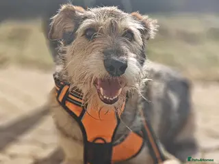 Mixed Breed dogs ❤️Oxy❤️ 6,5 year old girl, upper-medium girl - Advert 1