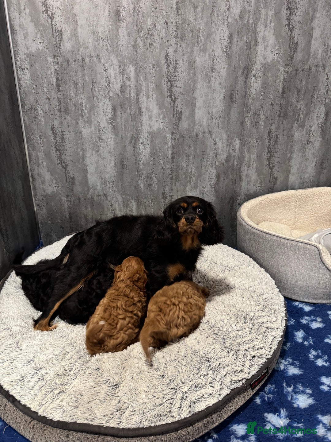 Cavapoo dogs for sale: F1 DNA tested Cavapoo puppies - Advert 13