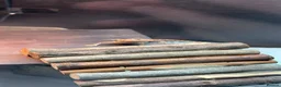 Bearded Dragon reptiles for sale: Bearded dragon  - Advert 5