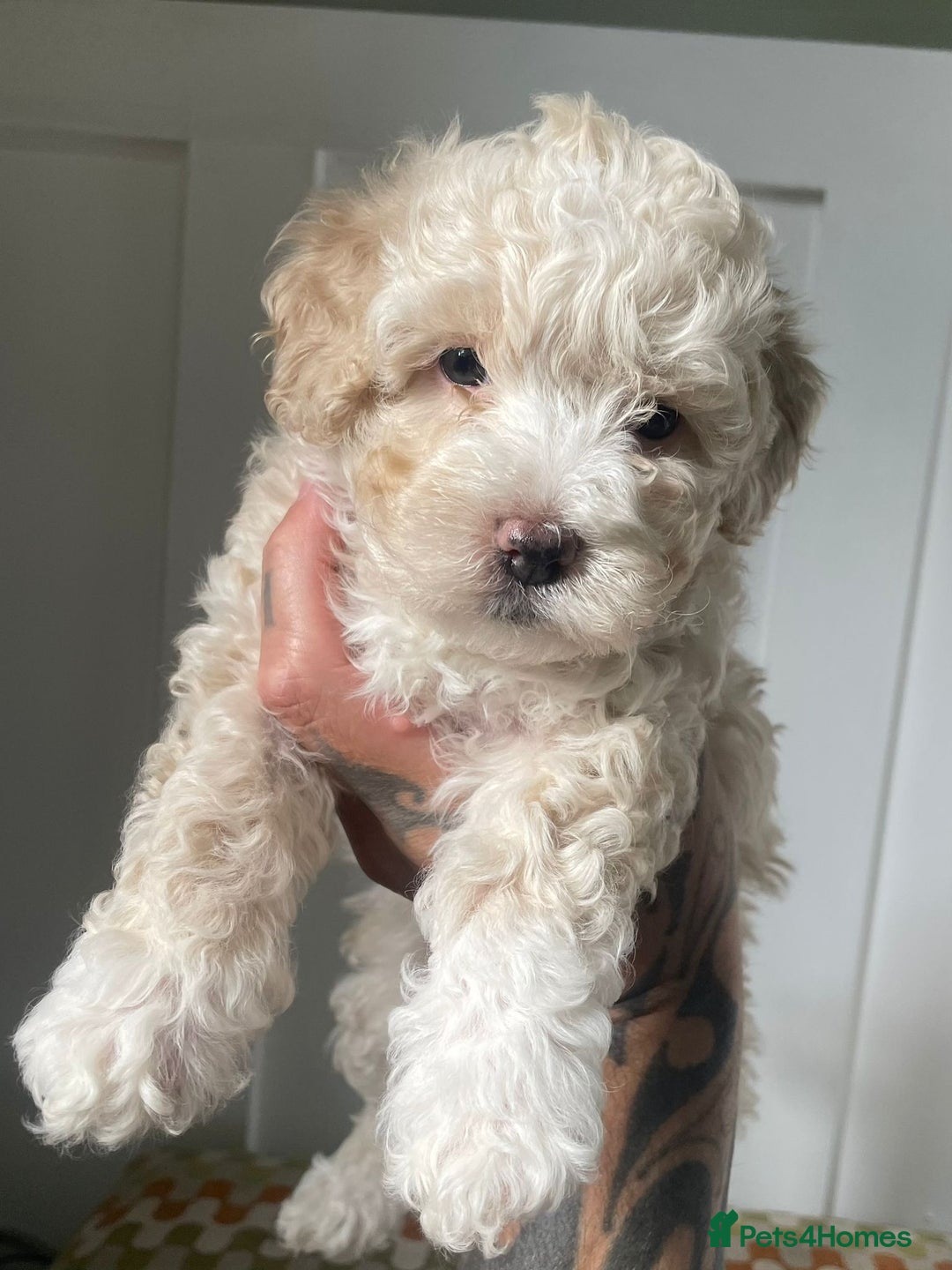 Cavapoochon dogs for sale: Merle Cavapoochon - (COCO) Last girl available  - Image 1