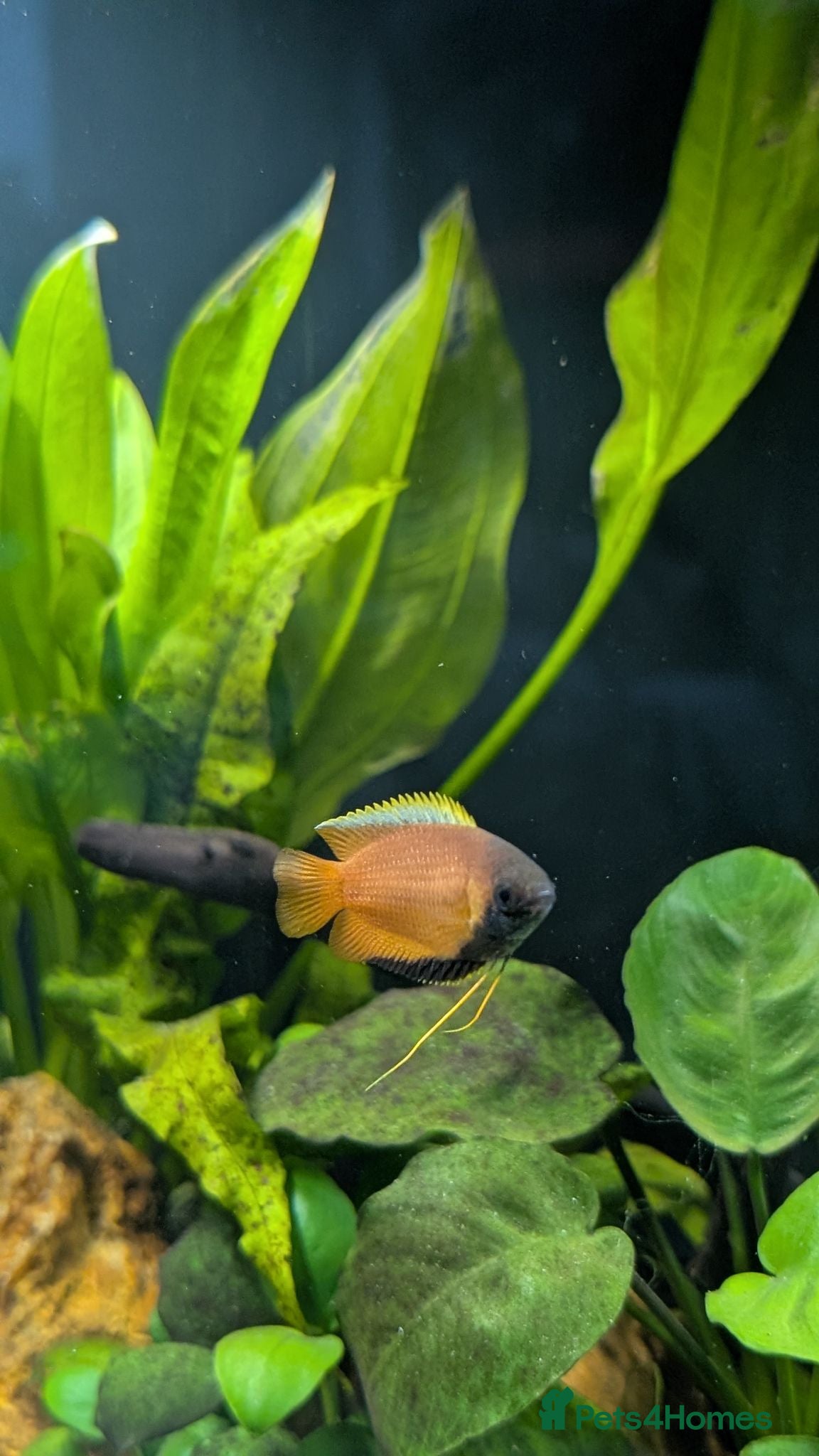 Gouramis fish 3x Honey gourami   - Advert 8