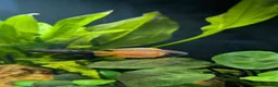 Gouramis fish for sale: 3x Honey gourami   in Totnes - Advert 1