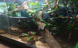 Python Snake reptiles for sale: Green tree python (aru)for sale  - Image 3