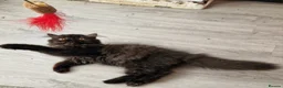 Persian cats for sale: Reserved GCCF Registered Black male persian  - Advert 4