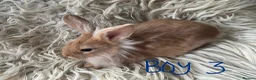 Lionhead rabbits for sale: Baby mini lop lion head rabbits  in Norwich - Advert 9