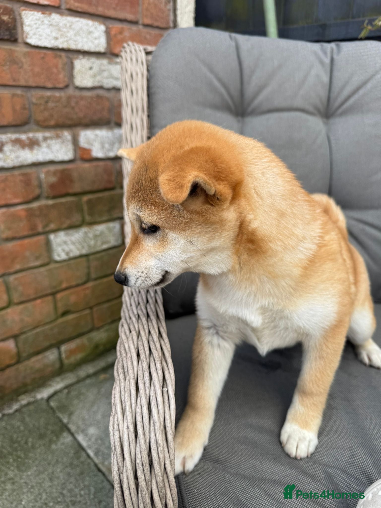 Japanese Shiba Inu dogs Shiba girls kc registered available  - Advert 5