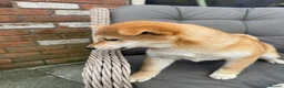 Japanese Shiba Inu dogs for sale: Shiba girls kc registered available  - Advert 1