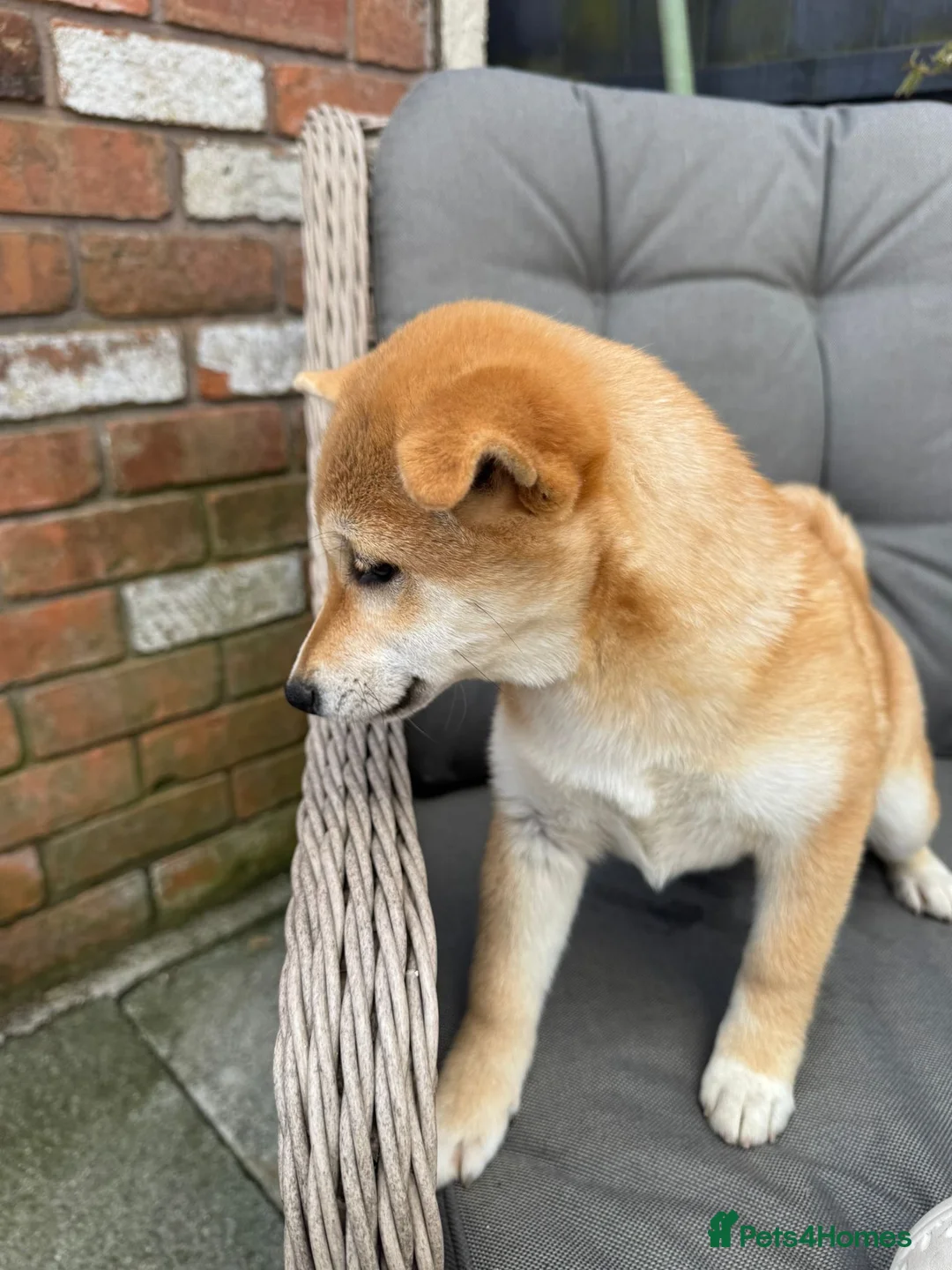 Japanese Shiba Inu dogs for sale: Shiba girls kc registered available  - Advert 1