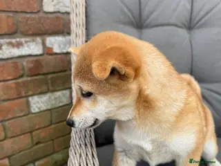 Japanese Shiba Inu dogs Beautiful KC Registered Japanese Shiba Inu pups - Advert 1