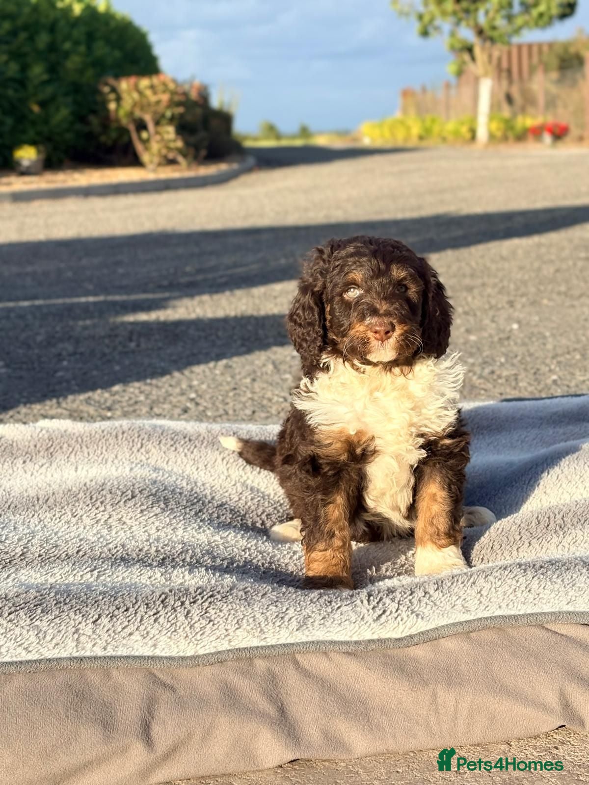 Bernedoodle dogs Bernedoodle pups - Advert 2