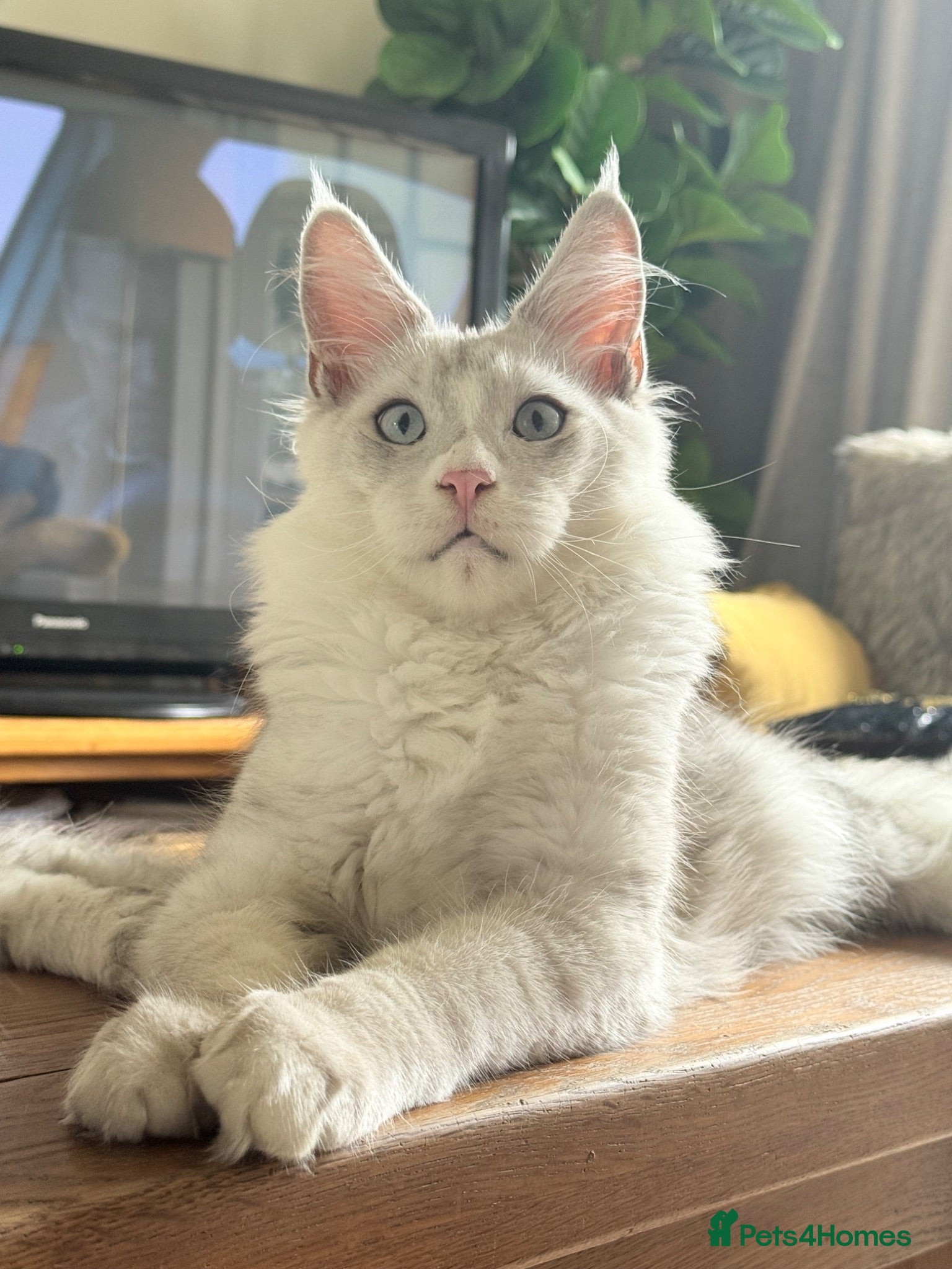 Maine Coon cats for sale: Shaded boy 💎💙 - Advert 1