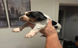 Cocker Spaniel dogs for sale: Kc registered mixed litter - Image 2