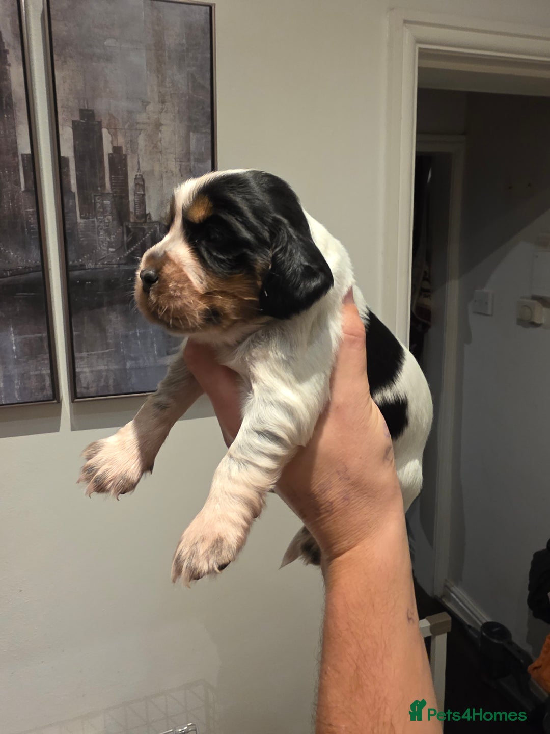 Cocker Spaniel dogs for sale: Kc registered mixed litter - Image 2