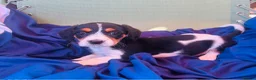 Jack Russell dogs for sale: Beautiful jack russell puppies ready now - Advert 32
